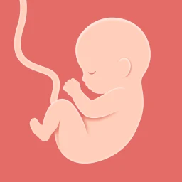 HiMommy: 임신 주수와 태아 성장 아이콘