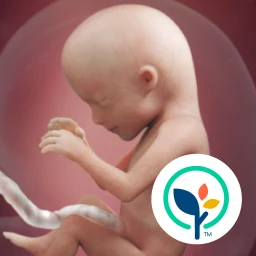 Ikon Pregnancy App & Baby Tracker